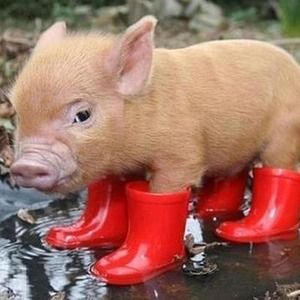 Meet your Posher, Heidi