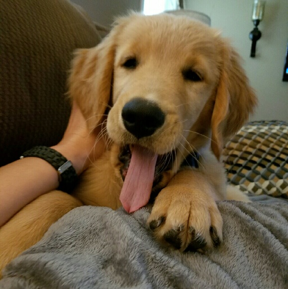 Meet your Posher, Debbie - Picture 2 of 4