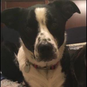 Meet your Posher, Abigail