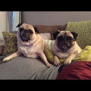 Meet your Posher, Jordan