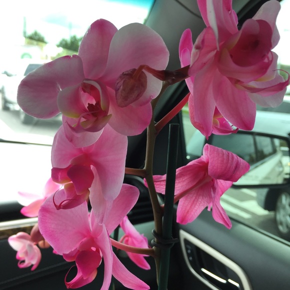 Meet your Posher, Iliara