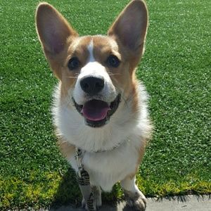 Meet your Posher, Anya