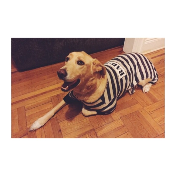 Bad Dog Jail Large Dog Costume - Picture 2 of 4