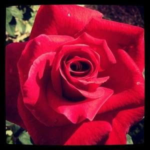 Meet your Posher, Rosemary