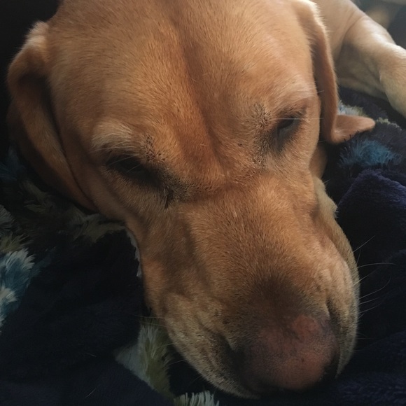 Meet your Posher, Mollie