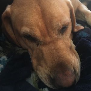 Meet your Posher, Mollie