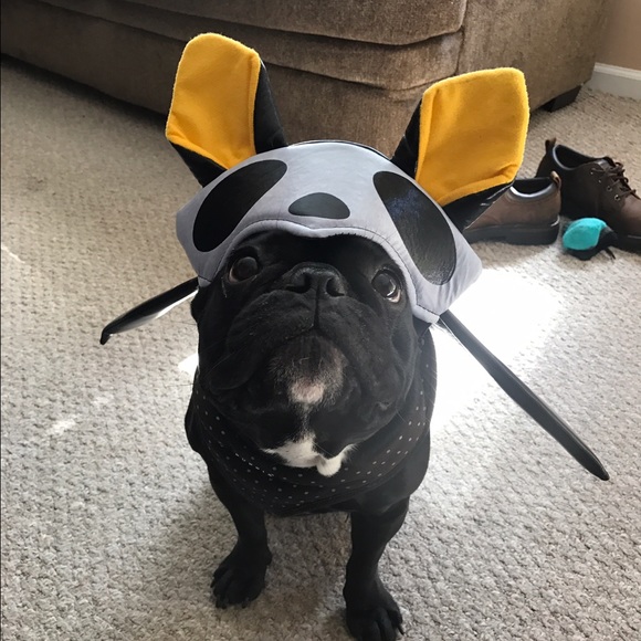 Meet your Posher, Bonnie - Picture 1 of 1