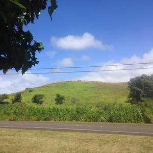 Meet your Posher, Hi'ilei