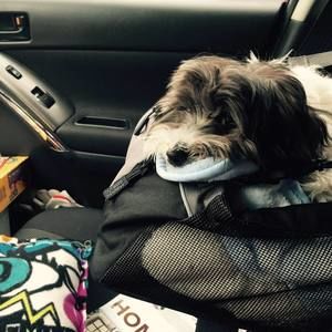 Meet your Posher, Pat