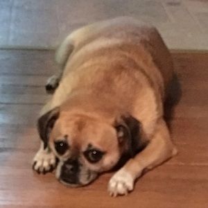 Meet your Posher, Amy