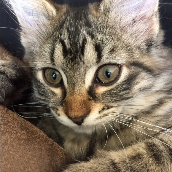 Meet your Posher, Lanae