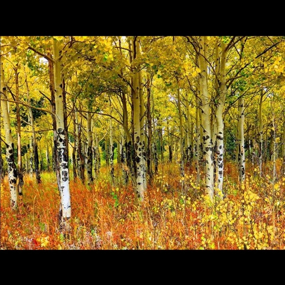 Meet your Posher, Debbie - Picture 1 of 1