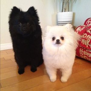 Meet your Posher, Jackie