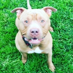 Meet your Posher, Ces