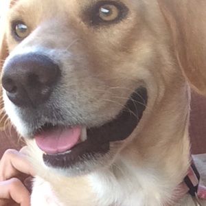 Meet your Posher, Casey