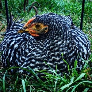 Meet your Posher, Zachary