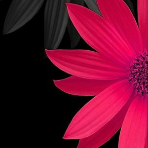 Meet your Posher, Carol