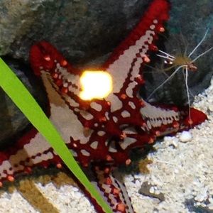 Meet your Posher, Meadow