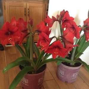 Meet your Posher, Nita