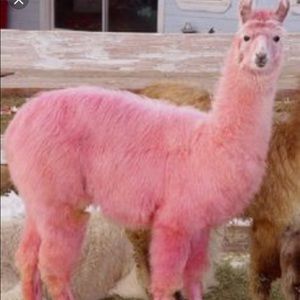 Meet your Posher, Ariana