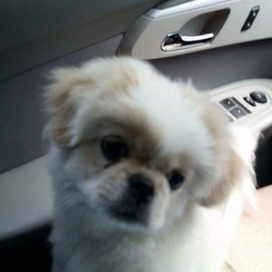 Meet your Posher, Gail