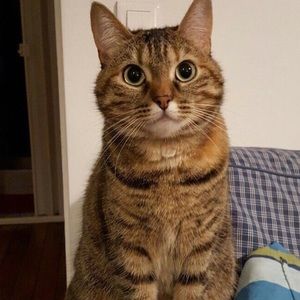 Meet your Posher, Anais