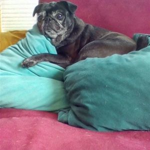 Meet your Posher, Lola