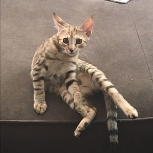 Meet your Posher, Stephen