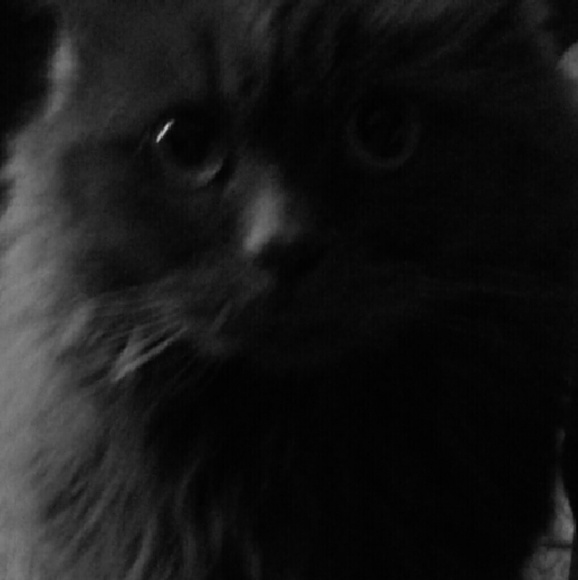 Meet your Posher, Melissa - Picture 1 of 1