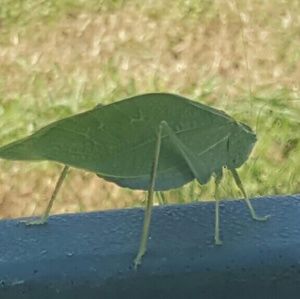 Meet your Posher, Jorge