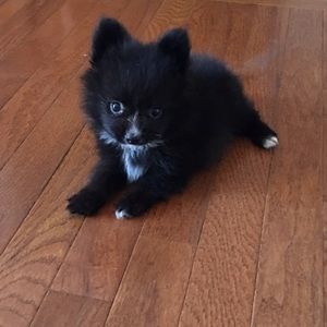 Meet your Posher, Michelle