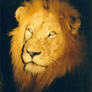 Meet your Posher, George