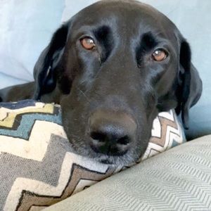 Meet your Posher, John