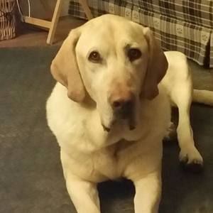 Meet your Posher, Dawn