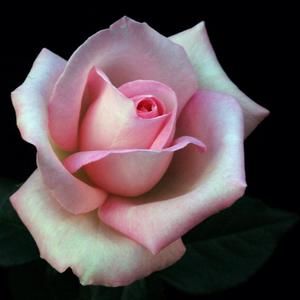 Meet your Posher, Joyce