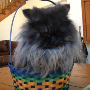 Meet your Posher, Pamela