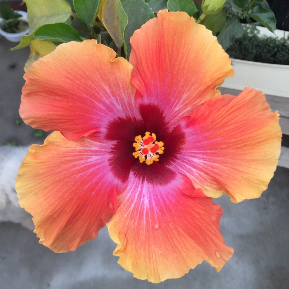 Meet your Posher, Candace