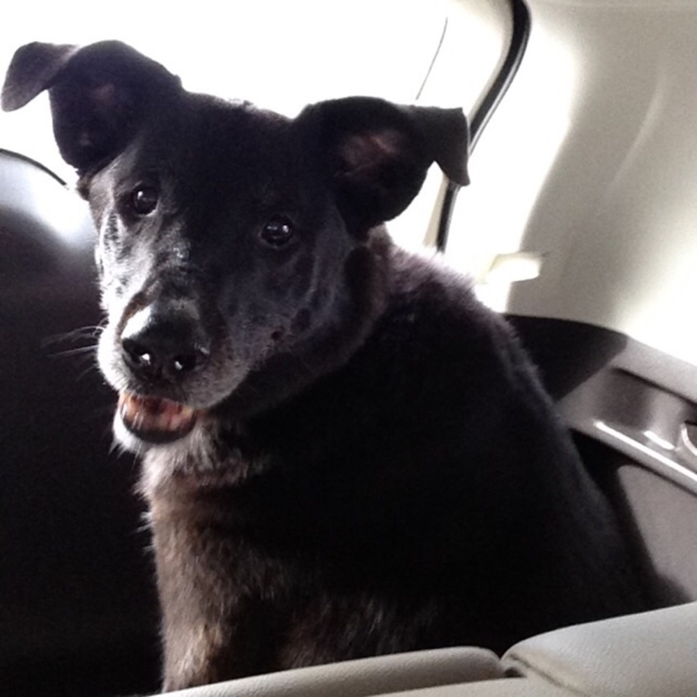 Meet your Posher, Susie
