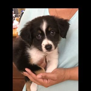 Meet your Posher, Hunter