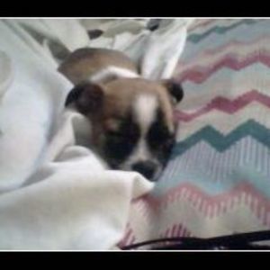 Meet your Posher, Augusta