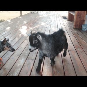 Meet your Posher, Lacey