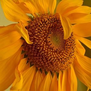 Meet your Posher, Elena