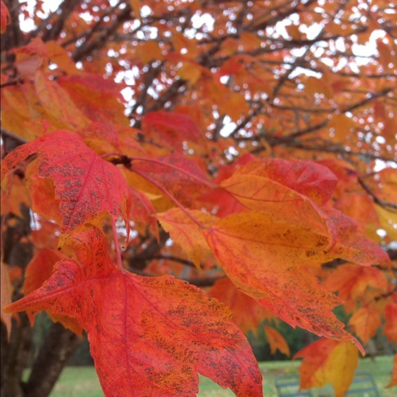 Meet your Posher, Sydney