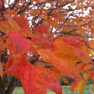 Meet your Posher, Sydney