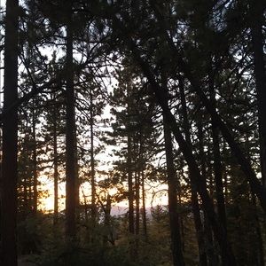 Meet your Posher, Elvis