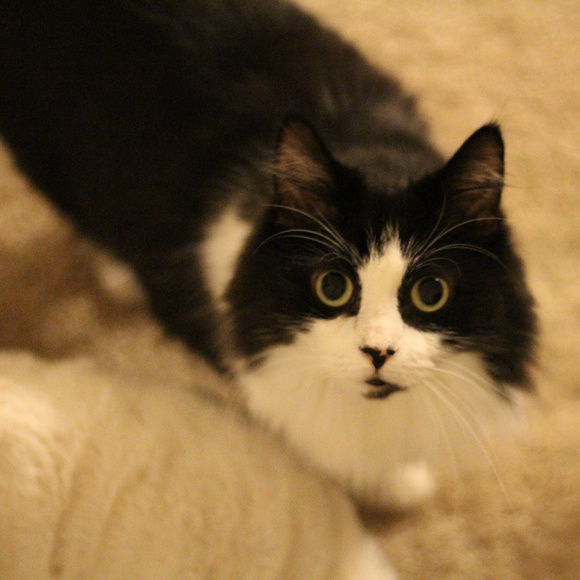 Meet your Posher, Kay - Picture 3 of 8