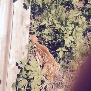 Meet your Posher, Lori