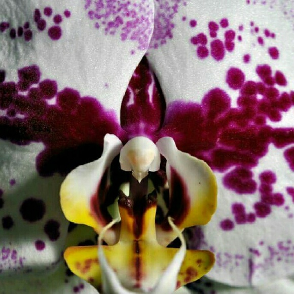 Bundle for @kornbread11