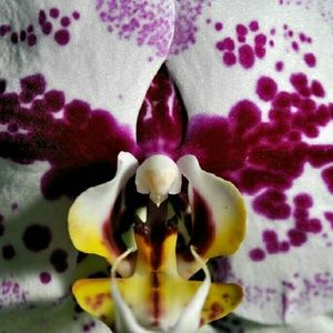 Bundle for @kornbread11