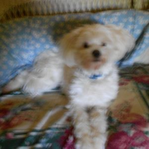 Meet your Posher, Barbara